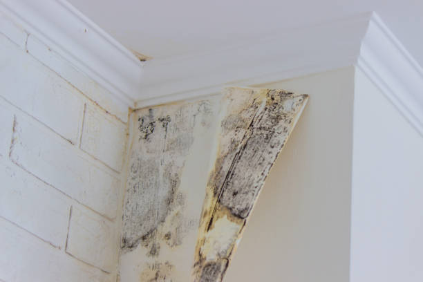 Best Commercial Mold Inspection  in West Pittston, PA